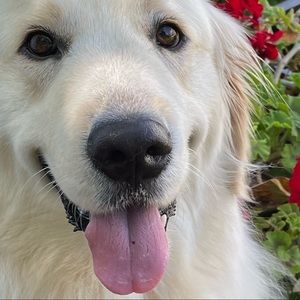 Meet your Posher, Terrie